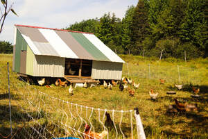 Chickens enjoying the sunshine on a farm property